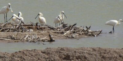 Objetivo: que el pelcano vuelva al ro Guadalquivir
