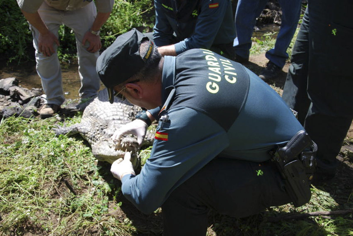 Un agente, en un momento de la captura del cocodrilo.