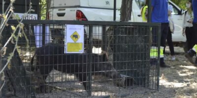 Madrid inicia un protocolo para la caza de jabales: 14 apresados en una noche en los viveros de la Casa de Campo