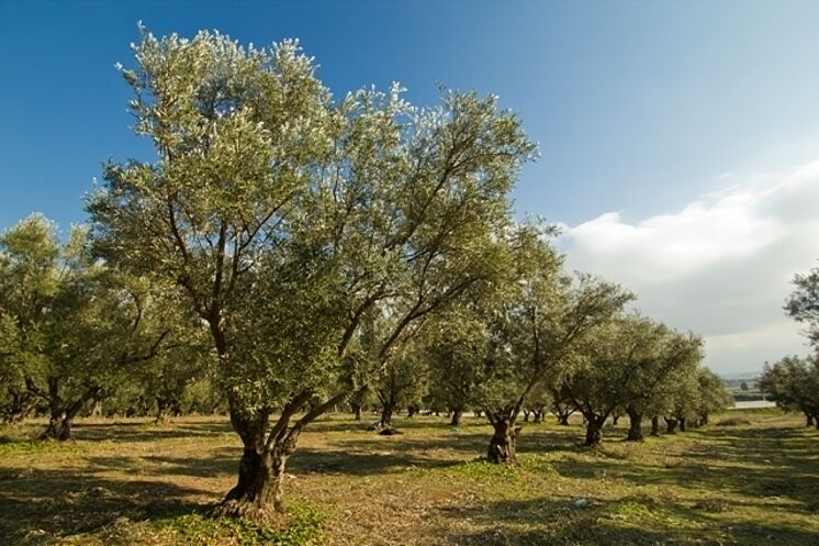 Un campo lleno de olivos.