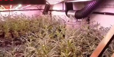 Un cartel tombe et produit 6 millions d'euros de marijuana par an en consommant l'électricité de quelque 686 foyers