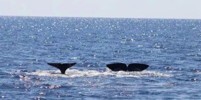 Une expédition localise une «pépinière» de cachalots dans le nord de l'île de Minorque
