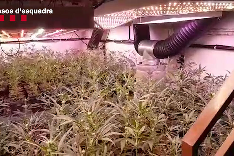 L'une des 16 plantations actives trouvées