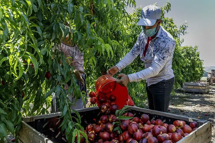 Un saisonnier travaille à ramasser des fruits à Zaid