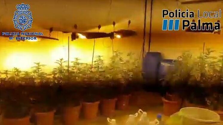 La plantation