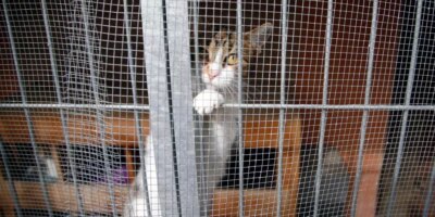 Le gouvernement permet de contourner le «couvre-feu» pour nourrir les «colonies félines»