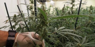 L'ancien secrétaire de Podemos à Pontevedra, arrêté après avoir dénoncé que quatre kilos de marijuana lui avaient été volés