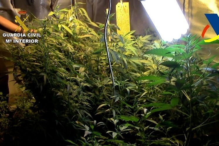 Image de l'une des onze plantations dans lesquelles le ...