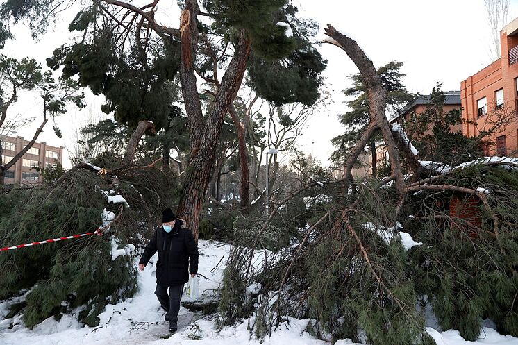 GRAF335.  MADRID.- Un homme marche à côté de plusieurs arbres tombés ...