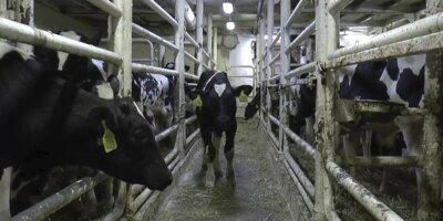 L&rsquo;odyssée des 2700 bovins espagnols qui sillonnent la Méditerranée depuis deux mois