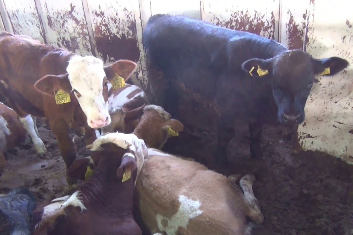 Image de Karim Allah dans un transport de bétail en 2016.