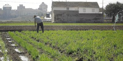 Le prix du tigernut valencien atteint des sommets historiques