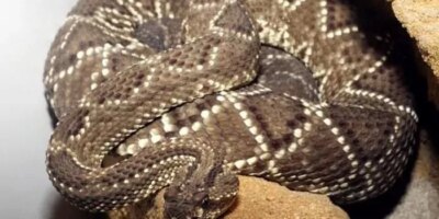 Ils enquêtent sur l&rsquo;homme mordu par un serpent à sonnette et saisissent plus de 50 reptiles dangereux