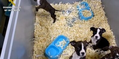 La Garde civile retient cinq membres d&rsquo;un réseau dédié à la vente de chiots chiens malades