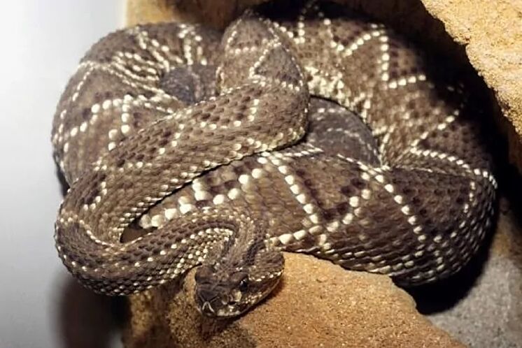 Un serpent à sonnette