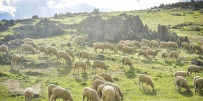 Un groupe de tondeurs uruguayens arrivé en Estrémadure provoque une épidémie avec 23 cas, soupçonnés de la souche brésilienne