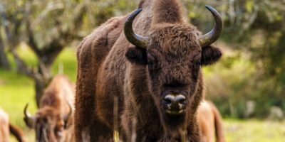 Y aura-t-il des bisons dans les pâturages andalous ?