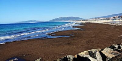 La chapapote végétale revient sur les plages de Cdiz