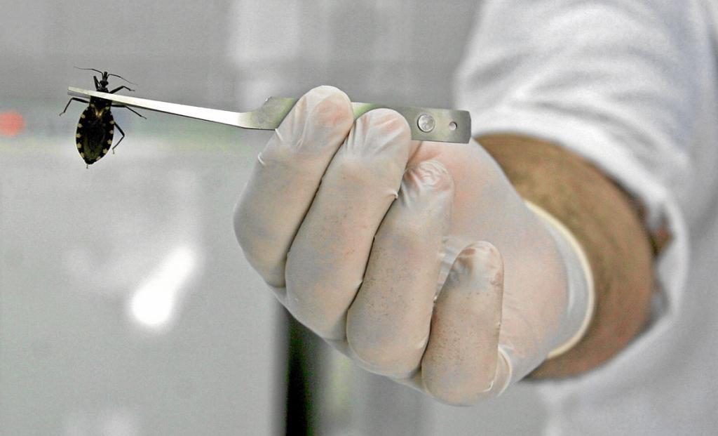 Une punaise de lit dans un laboratoire de Buenos Aires qui enquête sur la maladie de Chagas.