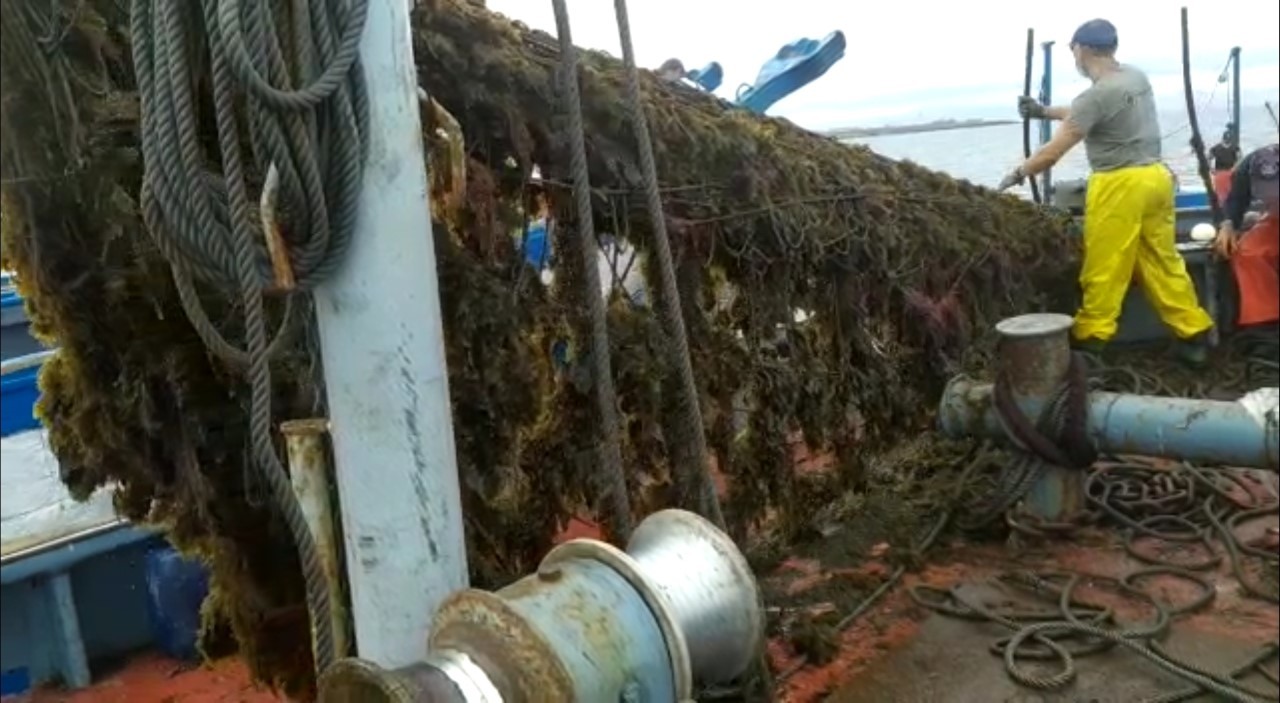 Un pêcheur hisse un filet plein d'algues.
