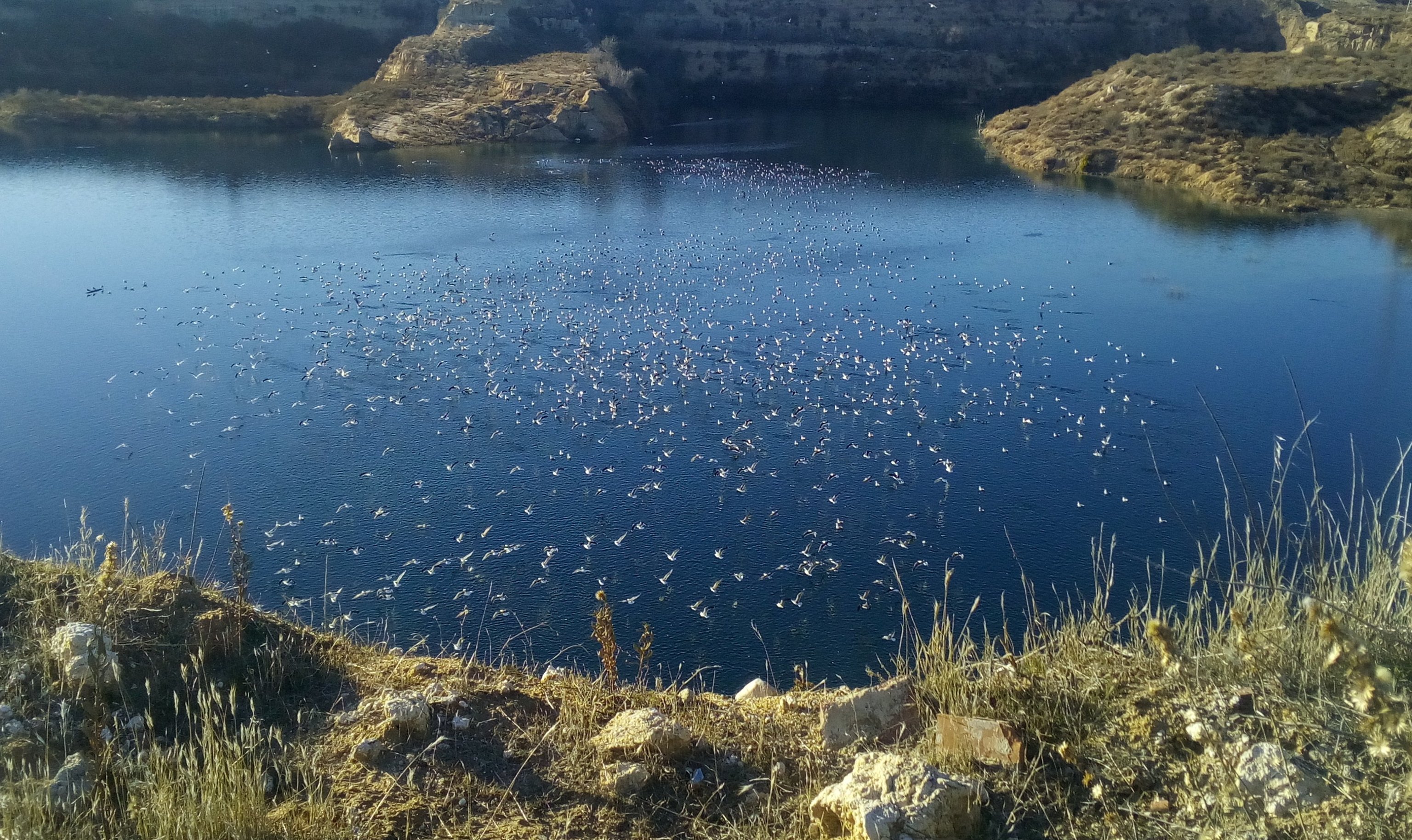 Oiseaux dans les Lagunes d'Ambroz