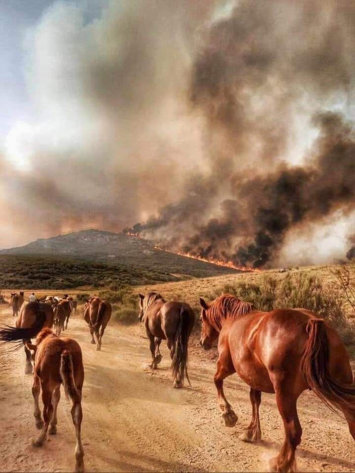 Le passage d'animaux, à proximité du feu.