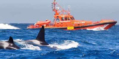 « Les épaulards entraînent leur progéniture à pêcher le thon »