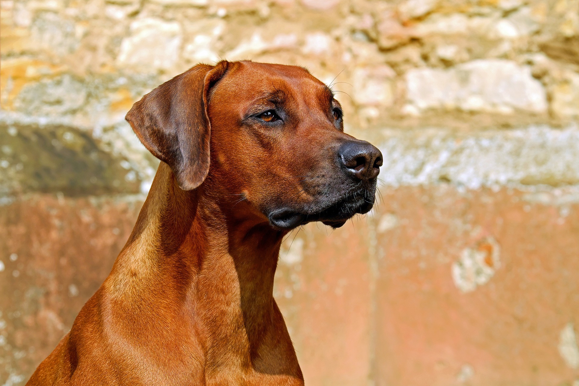 Image de l'éditeur chien de chasse.