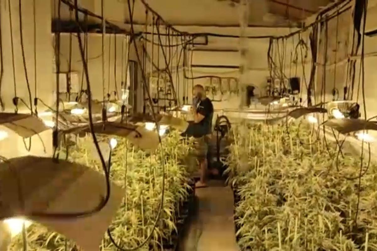 Image d'une plantation