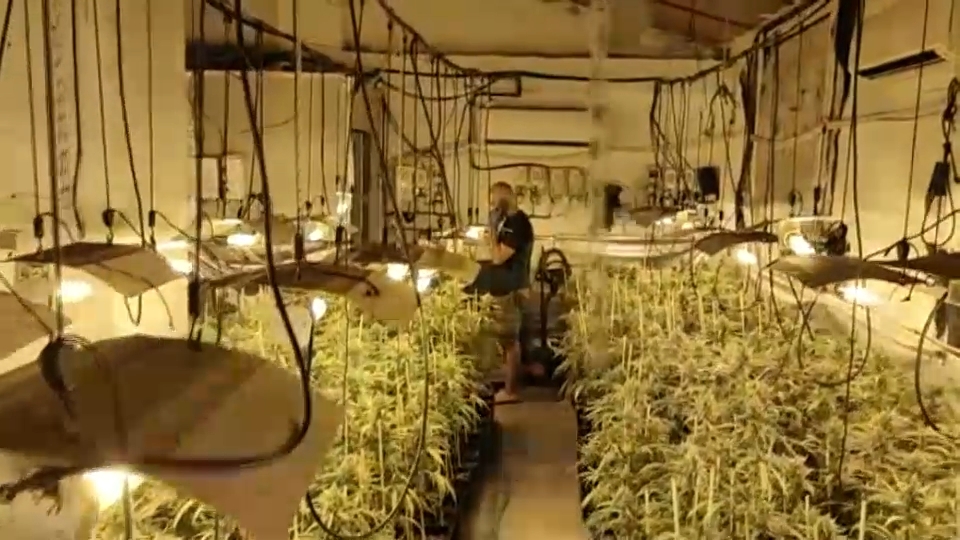 Une des plantations démantelées lors de l'opération