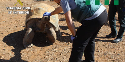 Un tribunal de Barcelone enquête sur des éleveurs pour trafic de tortues terrestres protégées