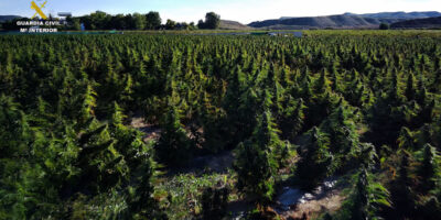 Trois personnes sont arrêtées à Tolède avec la plus grande plantation de marijuana d&rsquo;Europe
