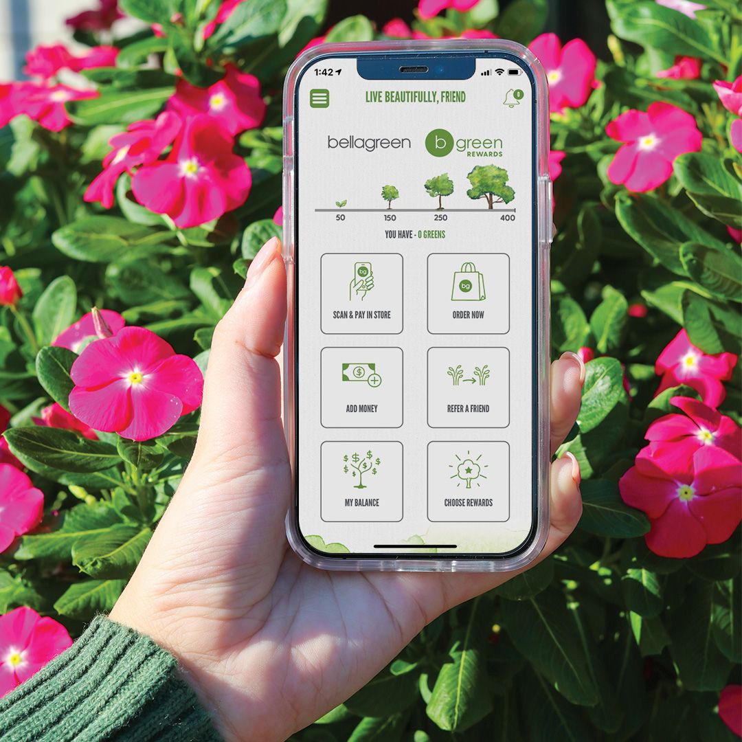 bellagreen rend les vacances plus belles avec une offre exclusive intégrée à l'application bellagreen rend les vacances plus belles avec une offre exclusive intégrée à l'application