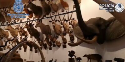 Saisie de 49 animaux empaillés protégés et de 132 pièces d&rsquo;ivoire dans la maison d&rsquo;un ancien président de Sanitas