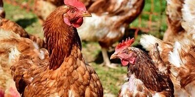 La Catalogne met en quarantaine la volaille en plein air en raison d&rsquo;une épidémie de grippe aviaire chez cinq oiseaux sauvages