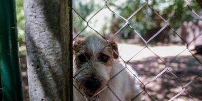 L&rsquo;Andalousie interdit par la loi les mutilations statiques d&rsquo;animaux, leur dressage violent et leur utilisation « cruelle » au cinéma
