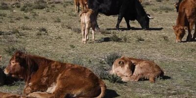 Le monde rural manifeste aujourd&rsquo;hui à Madrid pour dénoncer les « menaces continues » subies par le secteur