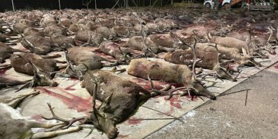 Une macromontera dans la Sierra de Córdoba avec 450 spécimens tués enflamme la polémique : « C&rsquo;était une orgie de sang et de mort »