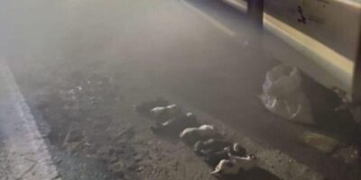 Enquête pour abandon de huit chiots dans une benne à ordures