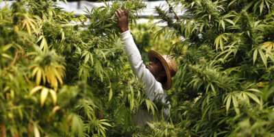 La régularisation du cannabis médical revient au Congrès