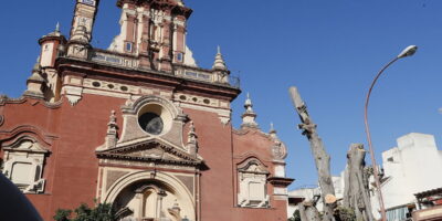 Le juge ordonne la suspension de l&rsquo;abattage de l&rsquo;arbre centenaire de Triana, mais il ne reste que le tronc