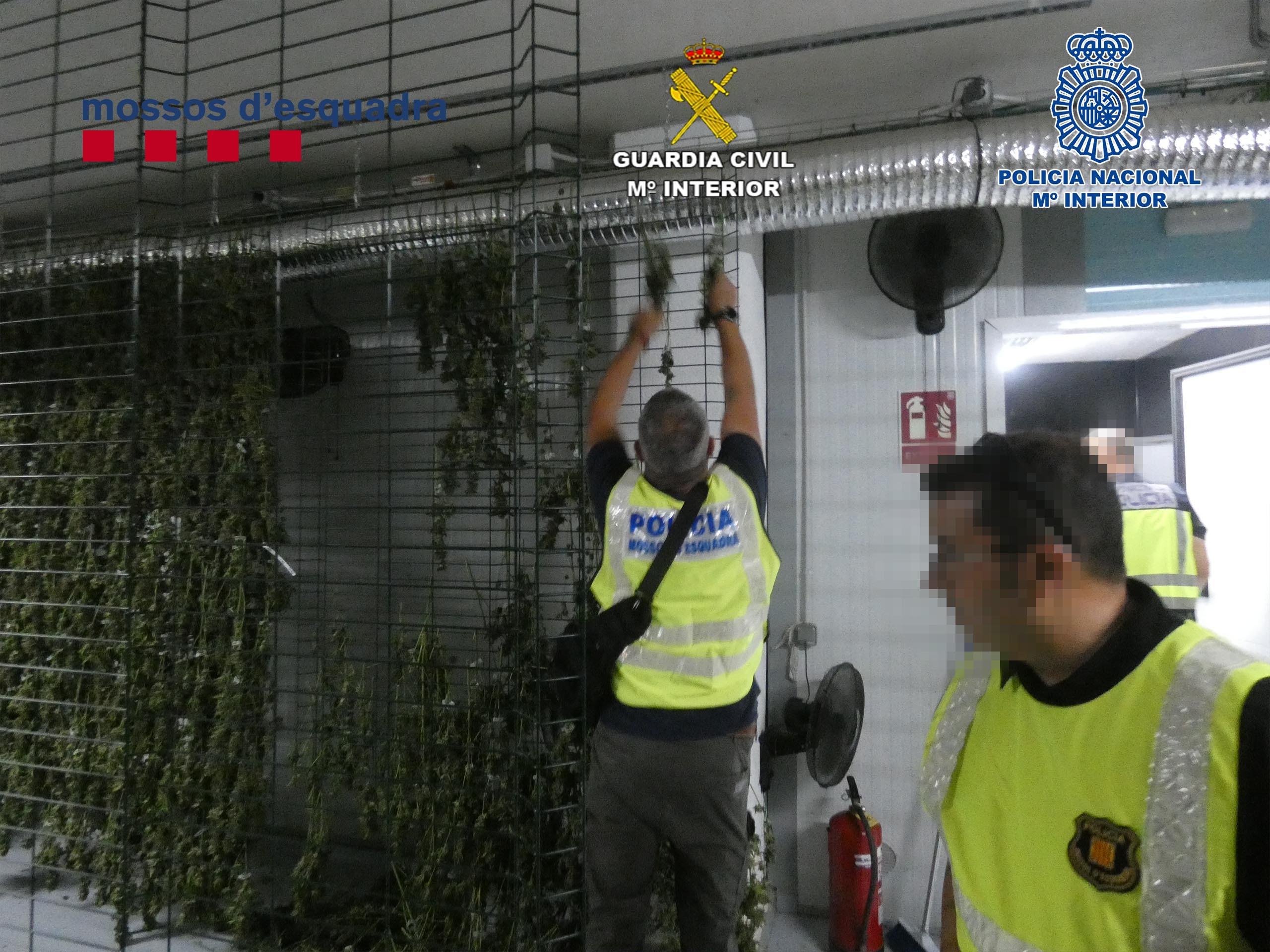 Ils trouvent cinq tonnes de marijuana dans de fausses plantations de c