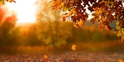 Les meilleures recettes à faire en novembre