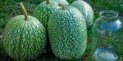 Recette de Courge de Siam