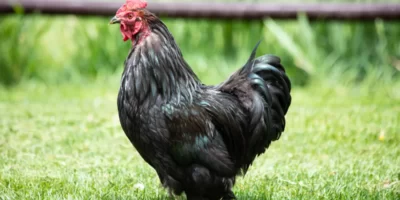 Recette de Paté de Poule