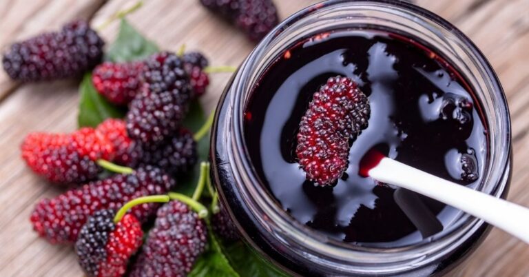 20 meilleures recettes de mûrier