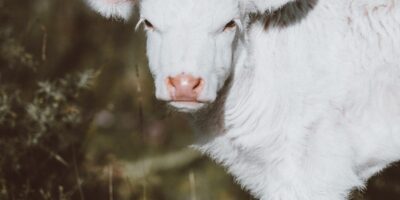 Que servir avec du veau marengo ? 5 idées d&rsquo;accompagnements