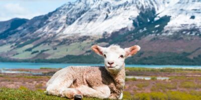 Que servir comme légumes avec un rôti de veau ? 5 idées d&rsquo;accompagnements