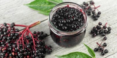 25 recettes de sureau (sirop + remèdes santé)