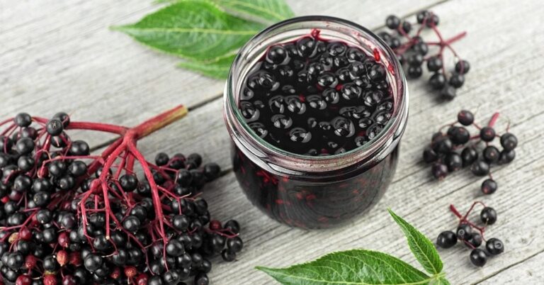 25 recettes de sureau (sirop + remèdes santé)